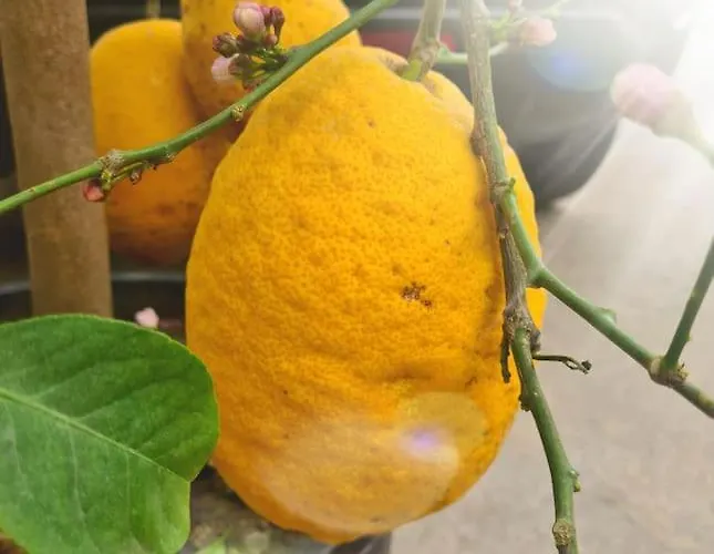 Energy * 팔레르모